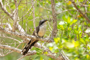 Mangrove cuckoo perched in a tree