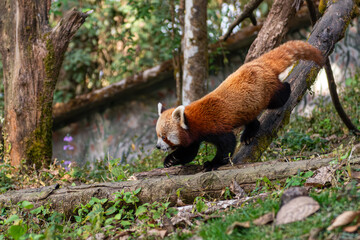 Red Panda in Darjeeling Zoo – Endangered Himalayan Species in Captivity