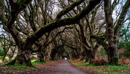 Fototapeta premium A path winding through a magnificent avenue of ancient trees, their gnarled branches reaching high, creating a tunnel of shade and serenity.