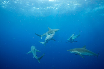 Sandbar shark group swimming in the ocean