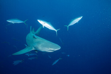 Fototapeta premium Lemon shark swimming with fish in blue water