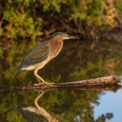 Heron on log, reflected in water