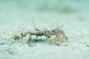 Neck crab walking on sandy ocean floor
