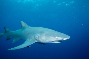 Lemon shark swimming in blue ocean
