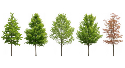 Five trees in different stages of growth isolated on transparent background, showcasing seasonal changes and natural beauty