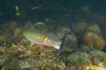 Naklejka premium Horny head chub in a rocky creek