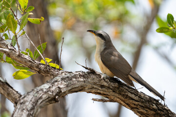 Mangrove cuckoo standing on branch