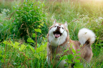 A brown and white Husky dog appears to be smiling with its mouth open in a field of tall green grass during a bright summer day, possibly in the country