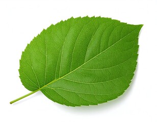 Obraz premium Green leaf on white background