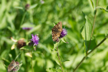 Burnet companion moth (Euclidia glyphica) butterfly perched on a pink flower in Zurich, Switzerland
