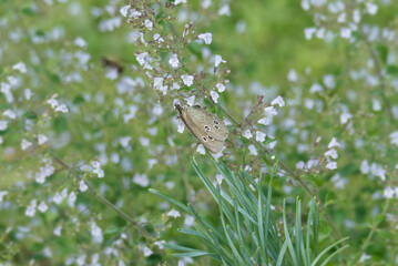 Ringlet (Aphantopus hyperantus) butterfly sitting on a white flower in Zurich, Switzerland