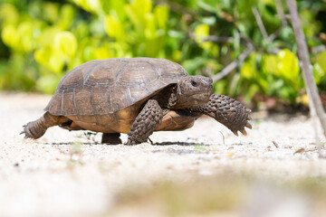 Gopher tortise on the move