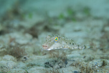 Bandtail puffer swimming over sandy seafloor