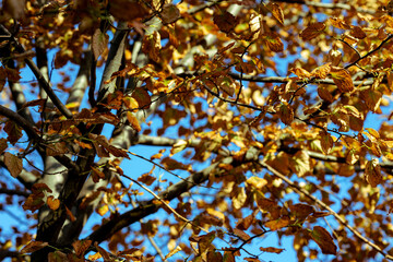 autumn leaves against blue sky