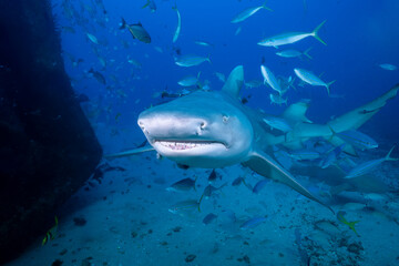 Lemon shark swimming with school of fish