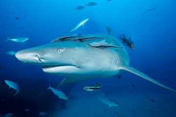 Obraz premium Closeup of lemon shark on ocean floor