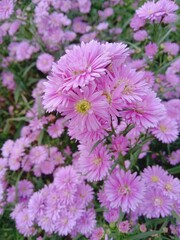 pink chrysanthemum flowers
