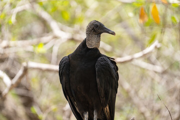 Black vulture closeup in forest