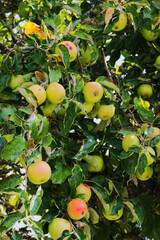 Apple laden tree