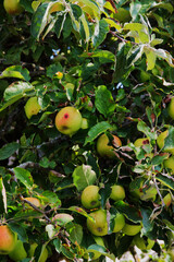 Apple laden tree