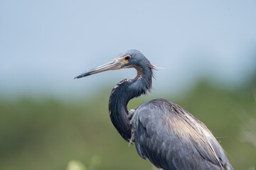 Tricolored heron on a bright day