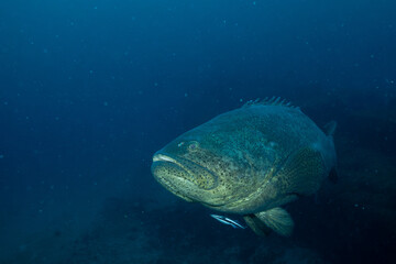 Fototapeta premium Goliath grouper swimming at bottom of ocean