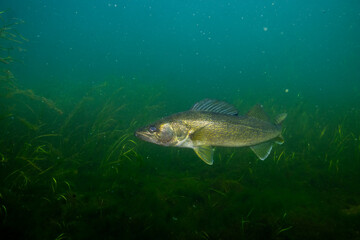 Walleye sitting at the bottom of lake