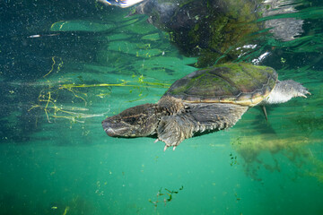 Fototapeta premium Common snapping turtle underwater in a lake