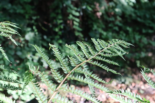 Pterophyta plant in green forest. Other name osmond plant. Close up shot.