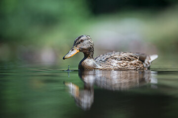 mallard duck swiming on the pond. Blur background with shallow depth of field 