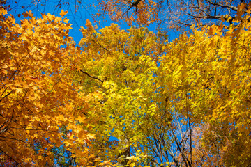 Orange and yellow fall leaves. Fall season colors. Nature in autumn. Fall weather outdoor. Leaves in autumn nature forest. Fallen leaves. Bright colors. Autumn nature forest