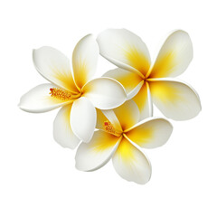 white and yellow frangipani flowers on a transparent background