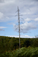 single dead tree in a hill forest, above all other trees, symbols for climate change