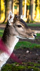 Close-up of a deer's profile in a forest