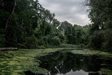 Obraz premium River in the forest. River and trees landscape