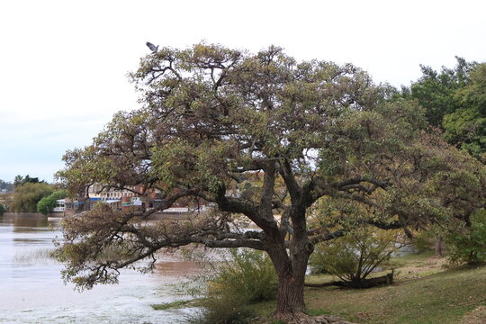 cherry tree in the water
