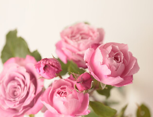 Close-up selective soft focus pink Rose Fower bud petal bouquet. Macro Natural blur abstract background.