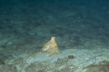 Longarm octopus on ocean floor