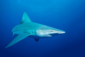 Silky shark in blue ocean
