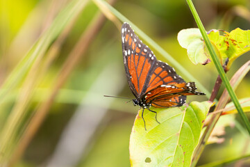 Monarch butterfly on a leaf