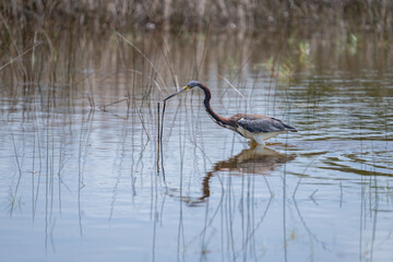 Tricolored heron hunting in marsh
