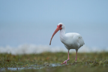 White ibis foraging on seaweed