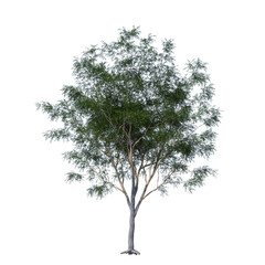 Honey Locust Tree (Shademaster) Isolated on Transparent Background for Urban Landscape Design