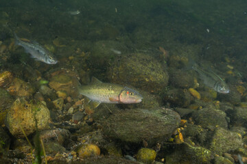 Fototapeta premium Horny head chub in a rocky creek