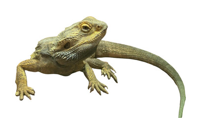 Bearded Dragon (Pogona vitticeps) Isolated on a White Background with Copy Text Space. Reptile Species Element for Wildlife Posters, Educational Themes, and Nature-Inspired Designs. PNG File