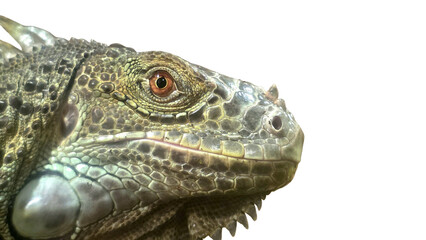 Green Iguana (Iguana iguana) Isolated on a White Background with Copy Text Space. Exotic Reptile Species Element for Wildlife Posters, Educational Themes, and Nature-Inspired Designs. PNG File