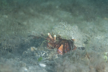 Stareye Hermit Crab on seafloor