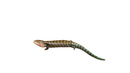 Blue-Tongue Skink (Tiliqua scincoides) Isolated on a White Background with Copy Text Space. Reptile Species Element for Wildlife Posters, Educational Themes, and Nature-Inspired Designs. PNG File