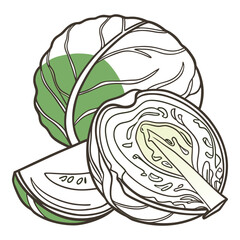 Cabbage Vegetable Vector – Fresh Produce, Coleslaw, Soups, Healthy Food Illustration