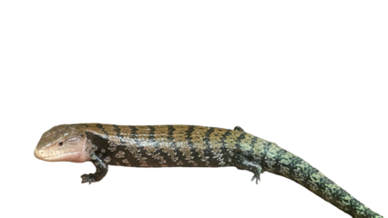 Blue-Tongue Skink (Tiliqua scincoides) Isolated on a White Background with Copy Text Space. Reptile Species Element for Wildlife Posters, Educational Themes, and Nature-Inspired Designs. PNG File